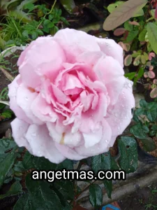 Tanaman bunga mawar pink