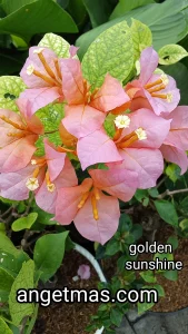 Tanaman bunga Bougenville golden sunshine 