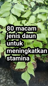 Read more about the article Aneka jenis tanaman yang baik untuk stmania pria dan manfaatnya