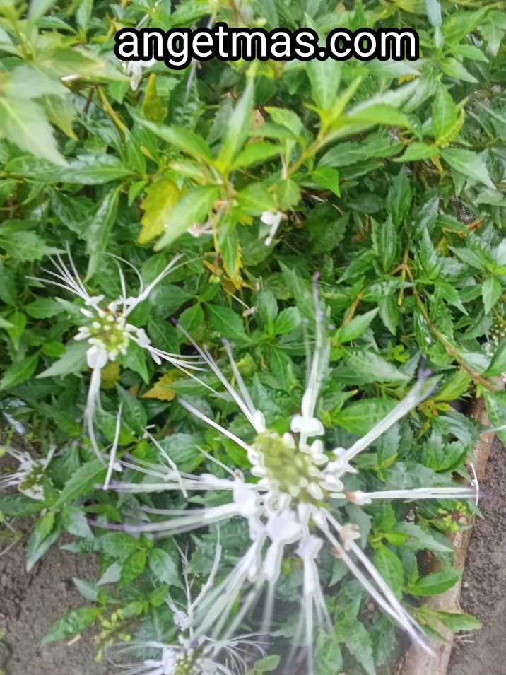 Daun kumis kucing segar