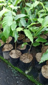 Read more about the article Cara perawatan tanaman bunga kantil