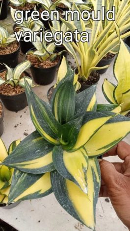 Tanaman bunga sansevieria green mould variegata