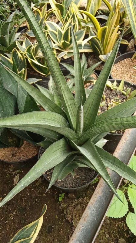 bunga sansevieria Agatha