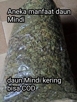 Daun Mindi kering