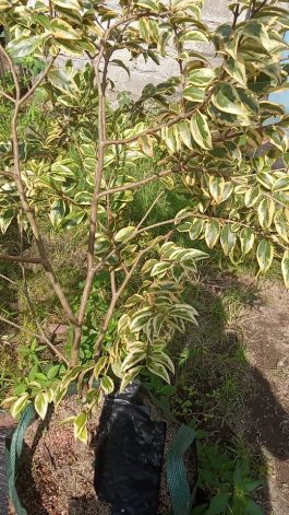 Jual tanaman buah anggur pohon variegata