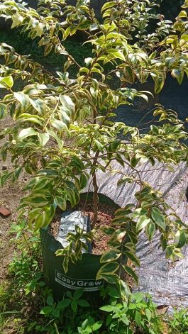 Jual tanaman buah anggur pohon variegata