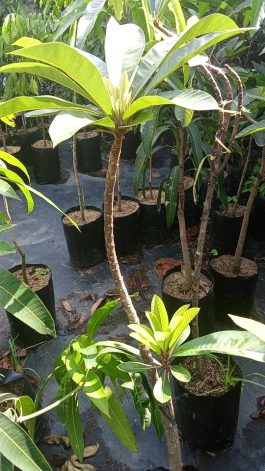 tanaman buah sawo mamey sapote magana