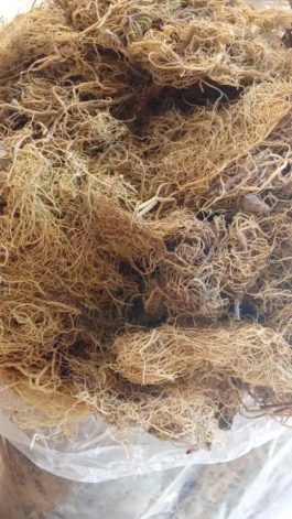 kayu angin / akar angin  / usnea thallus untuk kesehatan