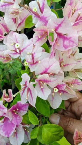 Tanaman bunga Bougenville es krim