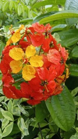 tanaman bunga bauhinia coccinea