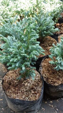 Tanaman bunga Cemara salju / Cemara hantu