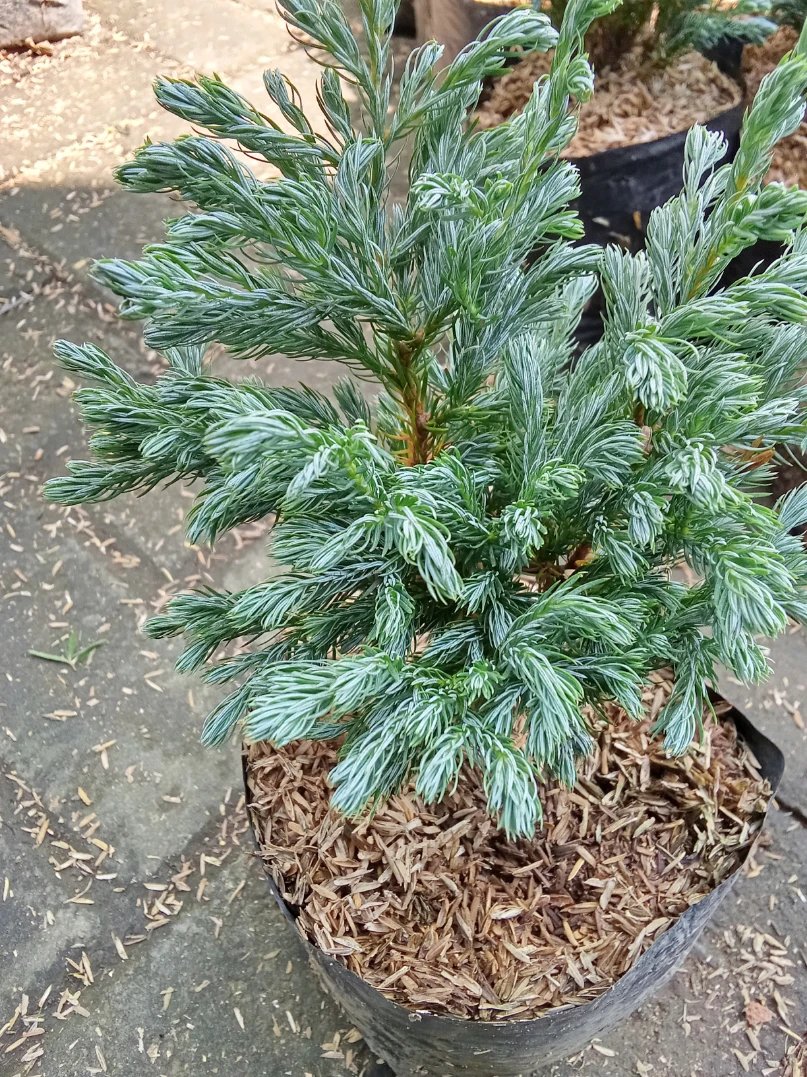 Tanaman bunga Cemara salju / Cemara hantu - Gambar 3