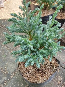 Tanaman bunga Cemara salju / Cemara hantu