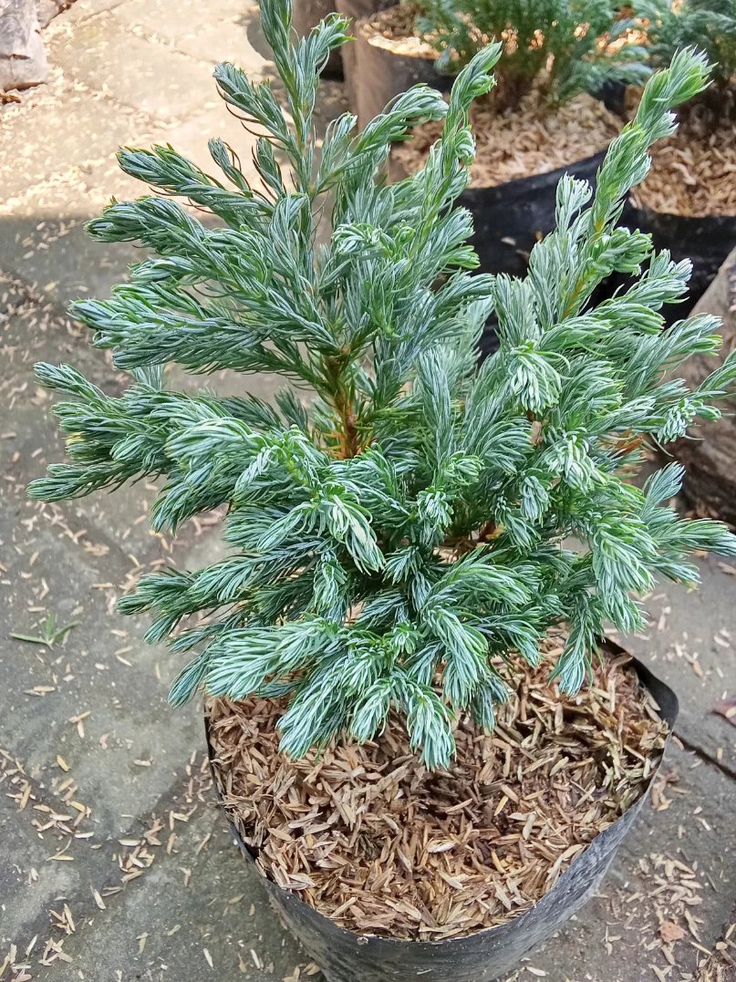 Tanaman bunga Cemara salju / Cemara hantu - Gambar 2