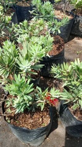 tanaman bunga sikat botol bangkok