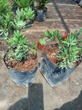 tanaman bunga sikat botol bangkok