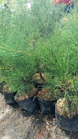 Tanaman bunga Cemara udang