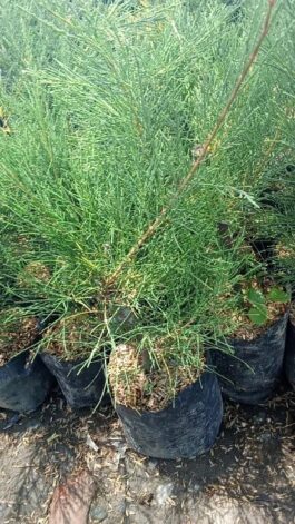 Tanaman bunga Cemara udang