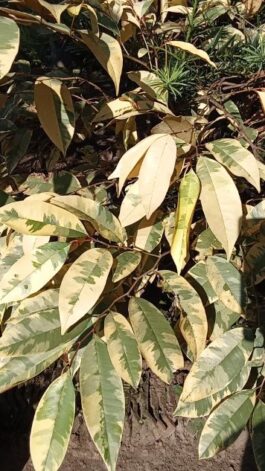 Tanaman buah kenitu variegata