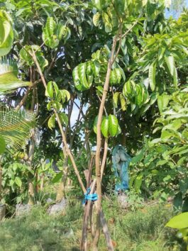 Bibit tanaman buah duku dukong sudah berbuah tinggi sekitar 1, 5 meter - 2 meter