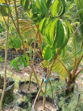 Bibit tanaman buah duku dukong sudah berbuah tinggi sekitar 1, 5 meter – 2 meter