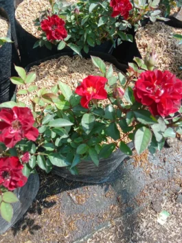 Bibit Tanaman bunga mawar merah jepang