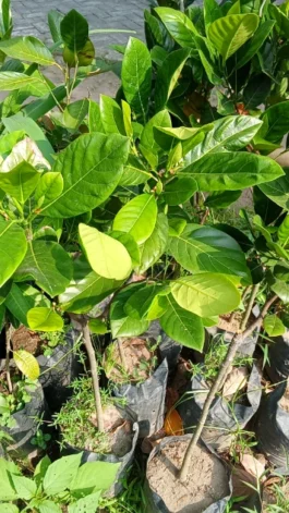 Tanaman buah nangka merah