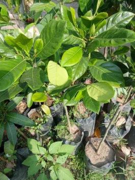 Tanaman buah nangka merah
