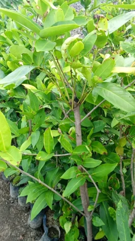 Tanaman buah jambu air Medan cangkokan siap berbuah