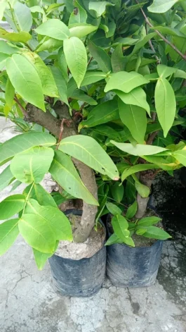 Tanaman buah jambu air madu deli merah