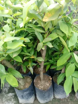 Tanaman buah jambu air madu deli merah