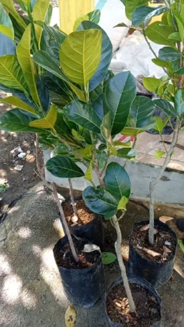 Bibit buah nangka phet dumprong ( pet dumprong )