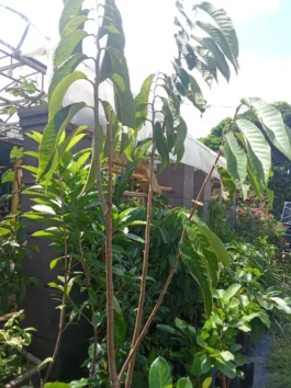 Tanaman buah red atemoya
