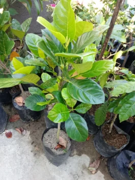Bibit tanaman buah nangka madu J39
