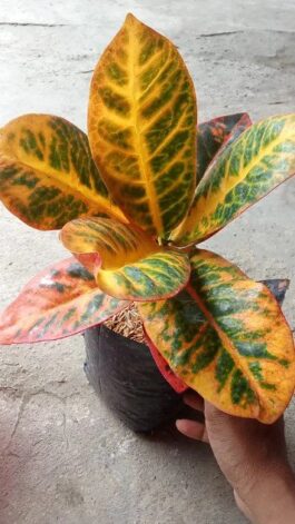Tanaman bunga puring reanita