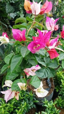 Tanaman bunga Bougenville Golden rao