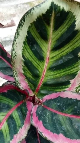 Tanaman bunga calathea Angela
