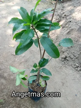 Tanaman buah sawo jumbo alano