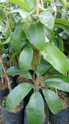 Tanaman buah Sawo mexico / meksiko