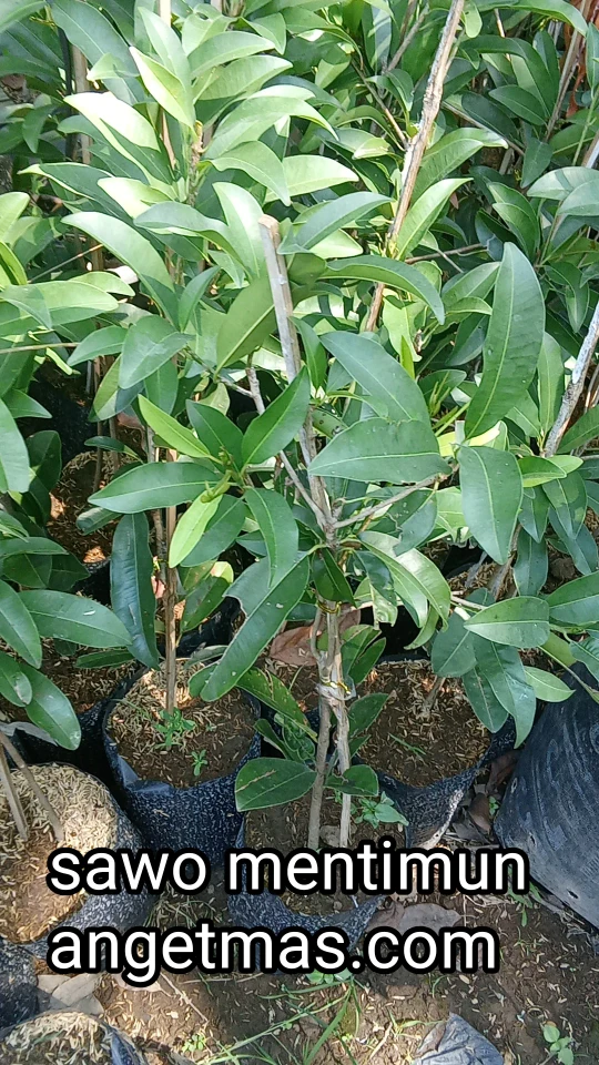 Tanaman buah sawo mentimun