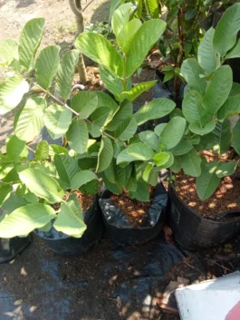 Tanaman buah jambu kristal Thailand / jambu farang