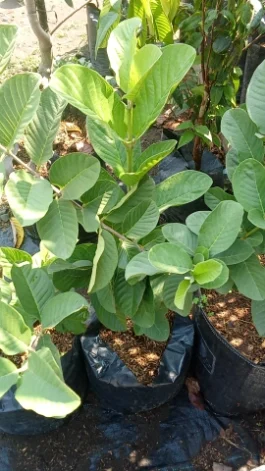Tanaman buah jambu kristal Thailand / jambu farang