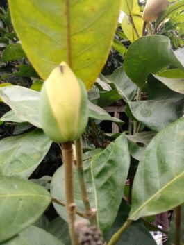 Bunga cempaka gondok kuning