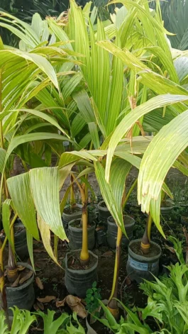 Tanaman pinang  kuning