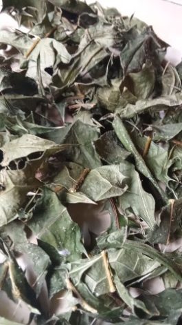 Daun jeruju kering