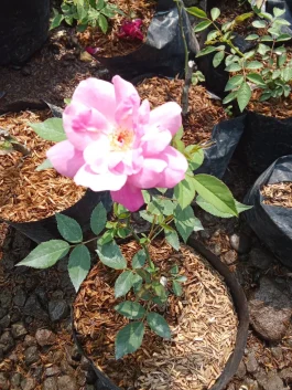 Bibit Bunga Mawar Kalimantan Warna Pink Asli