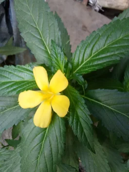 Bibit tanaman bunga pukul 8 indah unik penuh manfaat