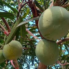Tanaman buah mangga alor / mangga kelapa